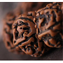 Rudraksha old Tibetan oil bead, hand polished - Nepal 15-17 mm