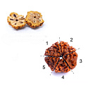 Rudraksha natural bead 8 mm, 10 pieces