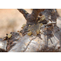 Frankincense resin from Ethiopia 50 g