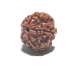 Rudraksha natural bead 18 mm 1 piece
