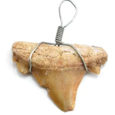 Shark tooth pendant 1 piece